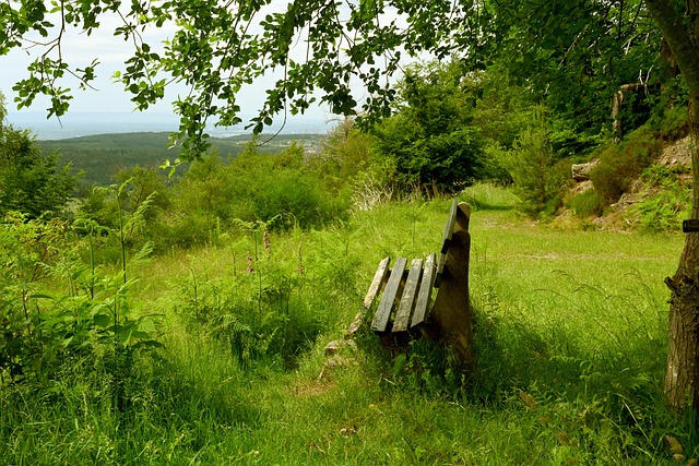 雄鹿的成功 雄鹿的成功